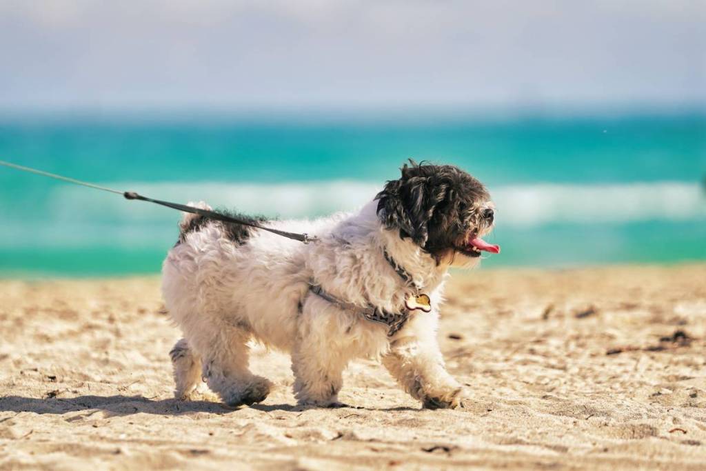 Ein fröhlicher Shih-Tzu-Welpe an der Leine genießt einen sonnigen Spaziergang am Strand