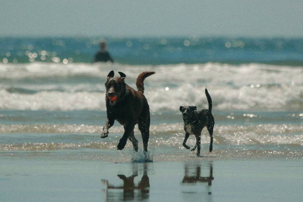 Zwei Hunde, die am Strand laufen