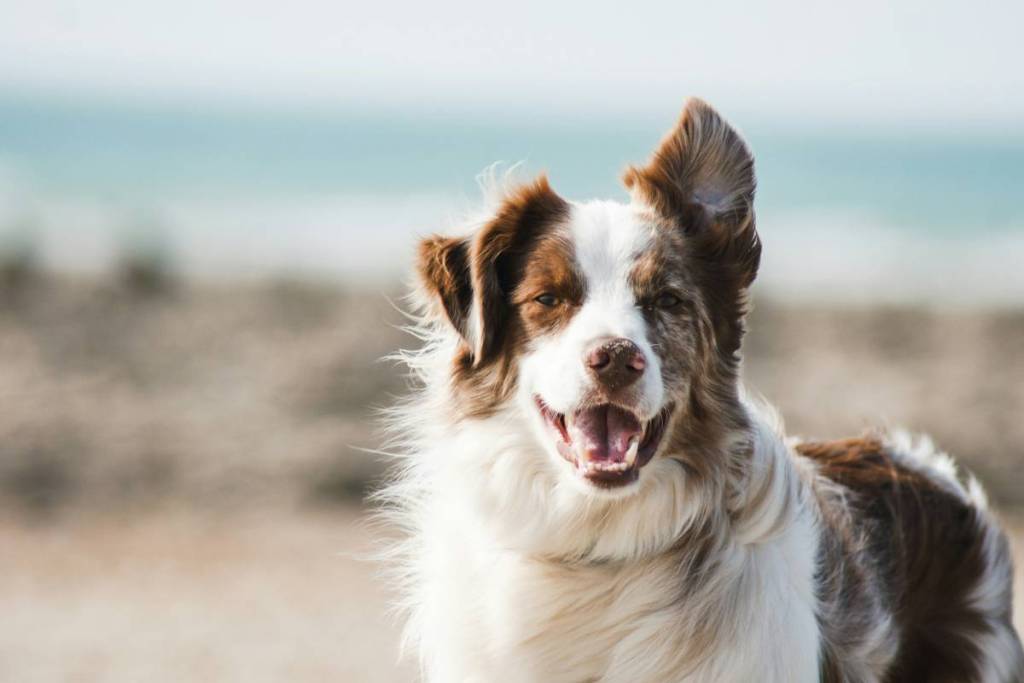 Hund am Strand