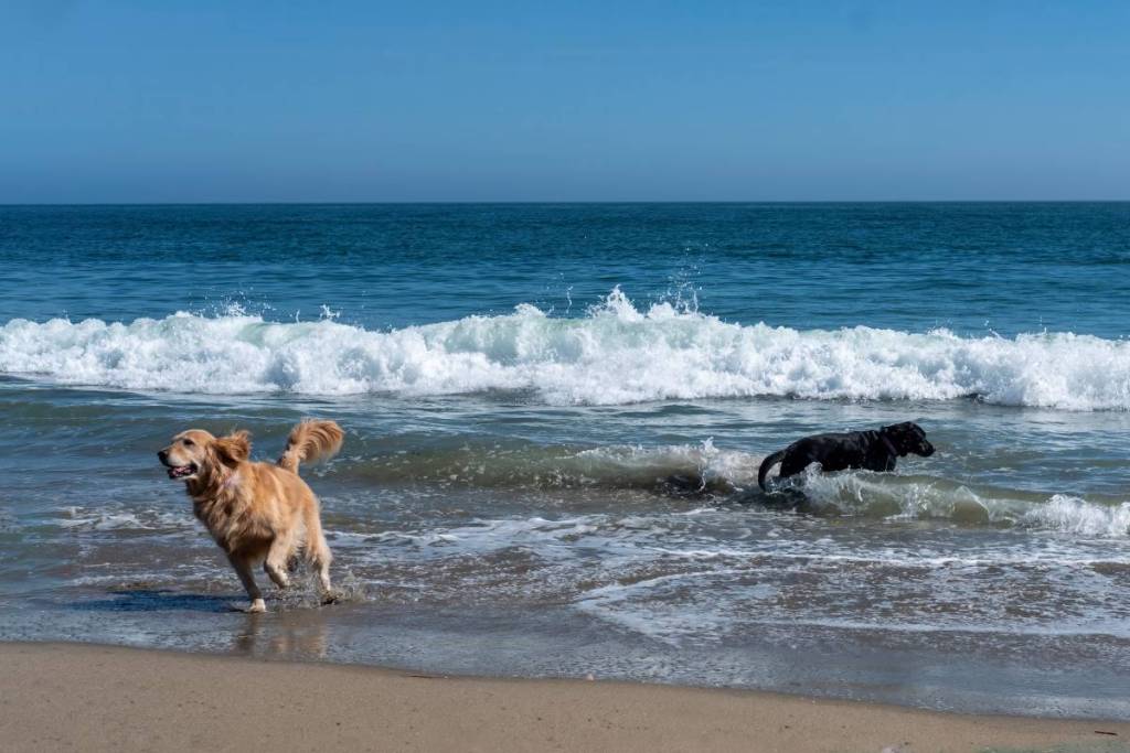 Zwei glückliche Hunde genießen ihre Spielzeit am Meer, während die Wellen an den Sandstrand branden