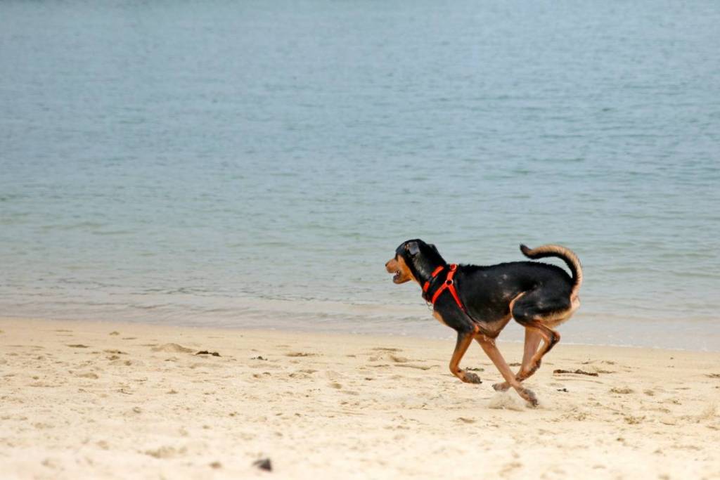 Ein Hund rennt am Strand entlang, im Hintergrund ein Boot