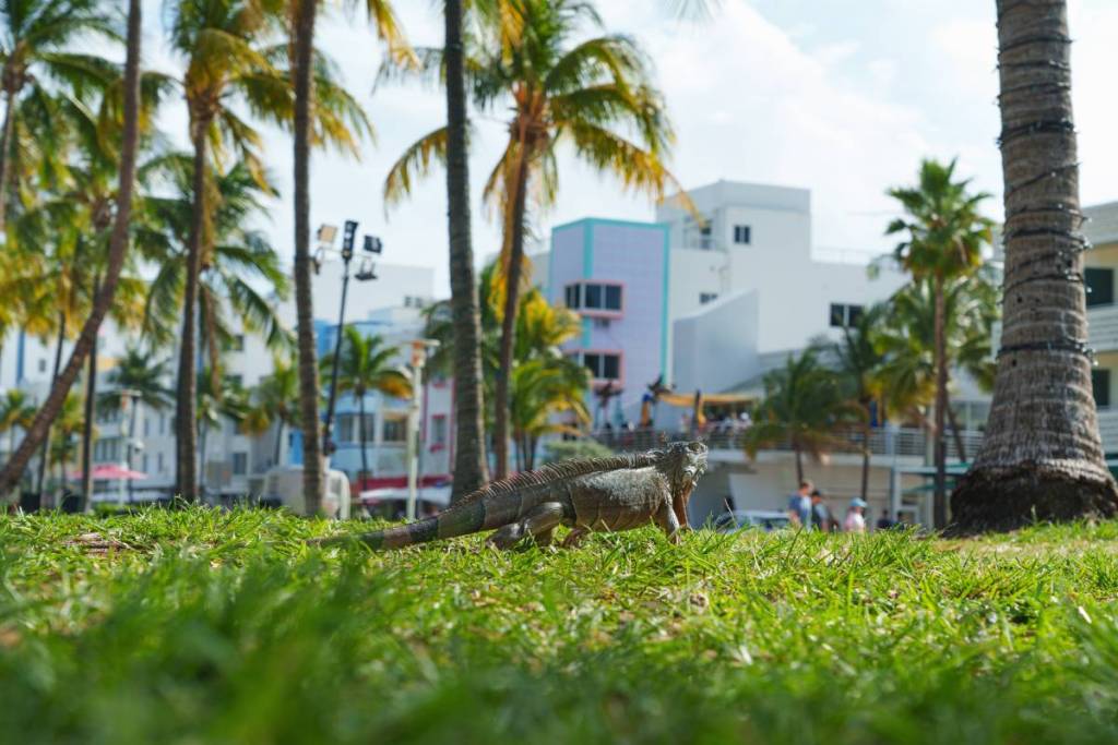 Uma iguana está em cima de uma palmeira em Miami. Festa tropical.