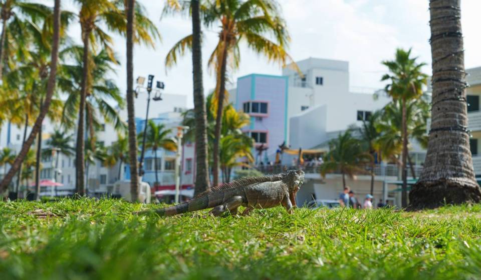 Miami hat gerade einen 117 Jahre alten Temperaturrekord gebrochen, nachdem es 96 Grad erreicht hatte
