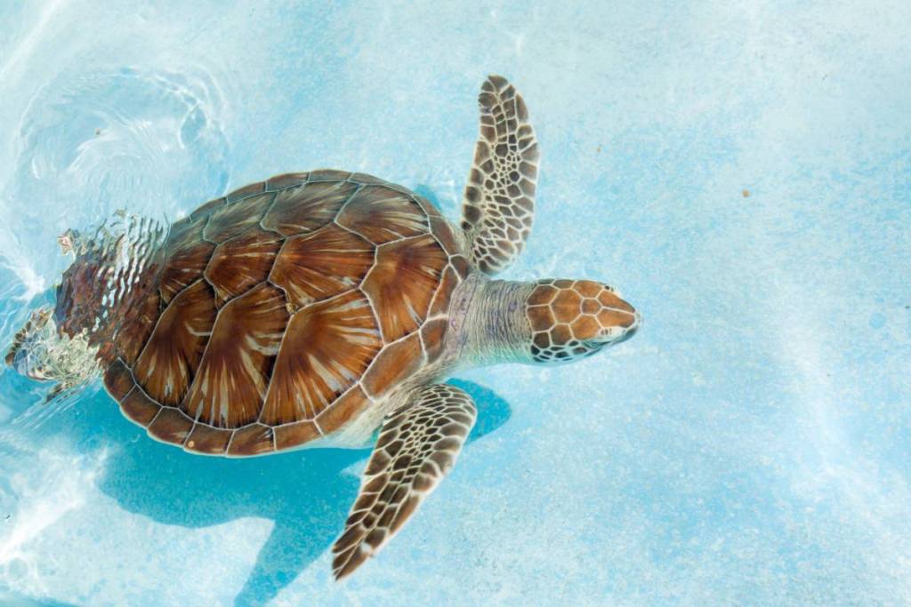 Primer plano de una tortuga verde
