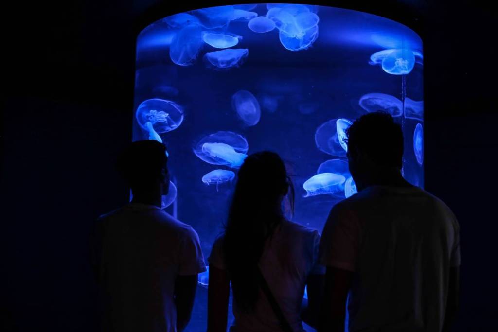 Besucher betrachten leuchtende Quallen in einem Aquarium und halten das faszinierende Schauspiel fest.