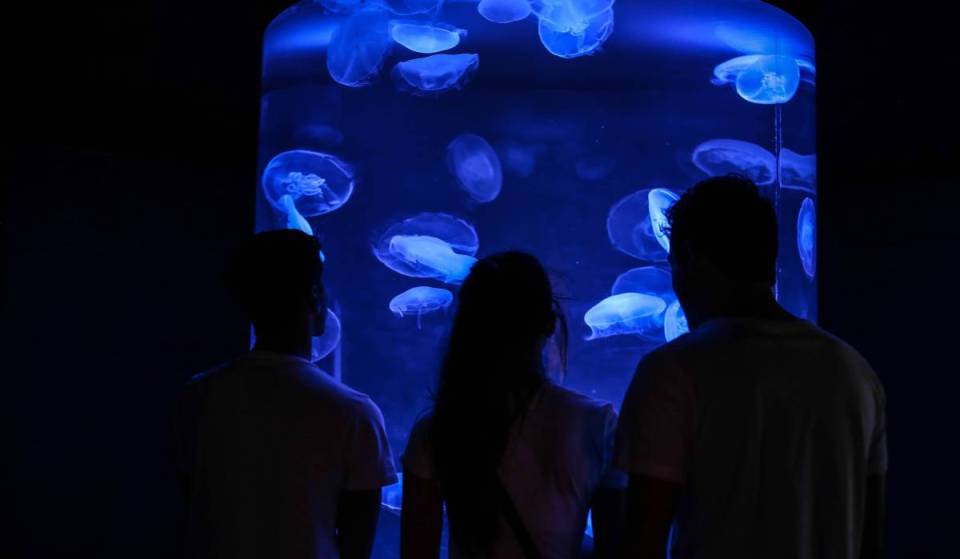 Under 1 hour from Miami, this interactive attraction is the first museum in the U.S. entirely dedicated to jellyfish — featuring 25 unique species