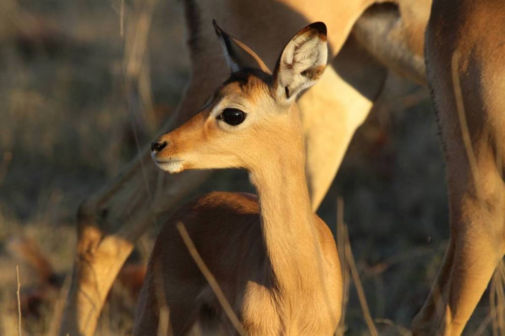 Baby deer