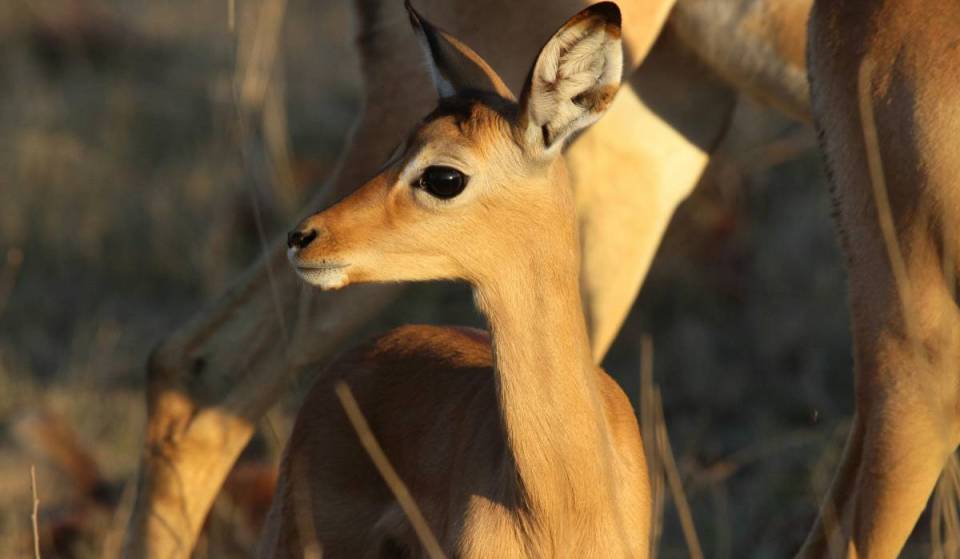 Con menos de 400 ejemplares en libertad, el Zoo Miami acaba de dar la bienvenida a una adorable gacela recién nacida en peligro crítico de extinción
