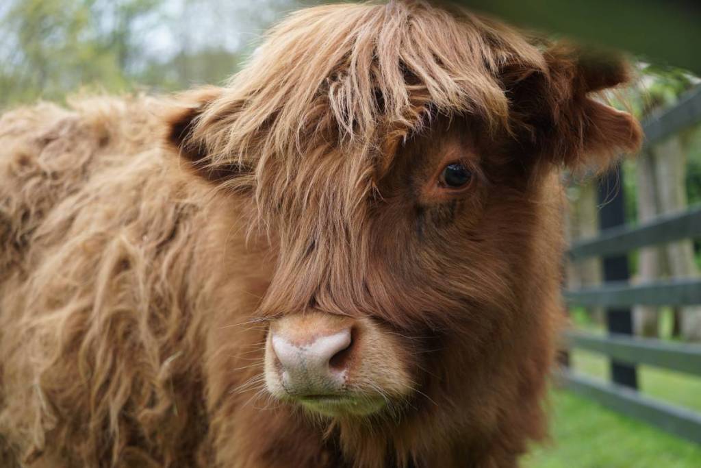 Baby highland cow posing for the camera