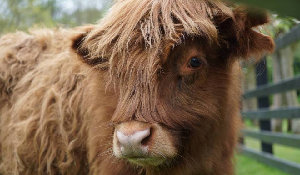 Puedes acurrucarte con unas adorables vacas de las Highlands en este refugio agrícola escondido a solo una hora de Miami