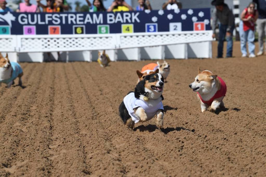 Coastal Corgi Classic, Gulfstream Park