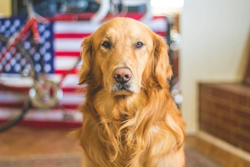 Un golden retriever con una bandera de EE. UU. al fondo
