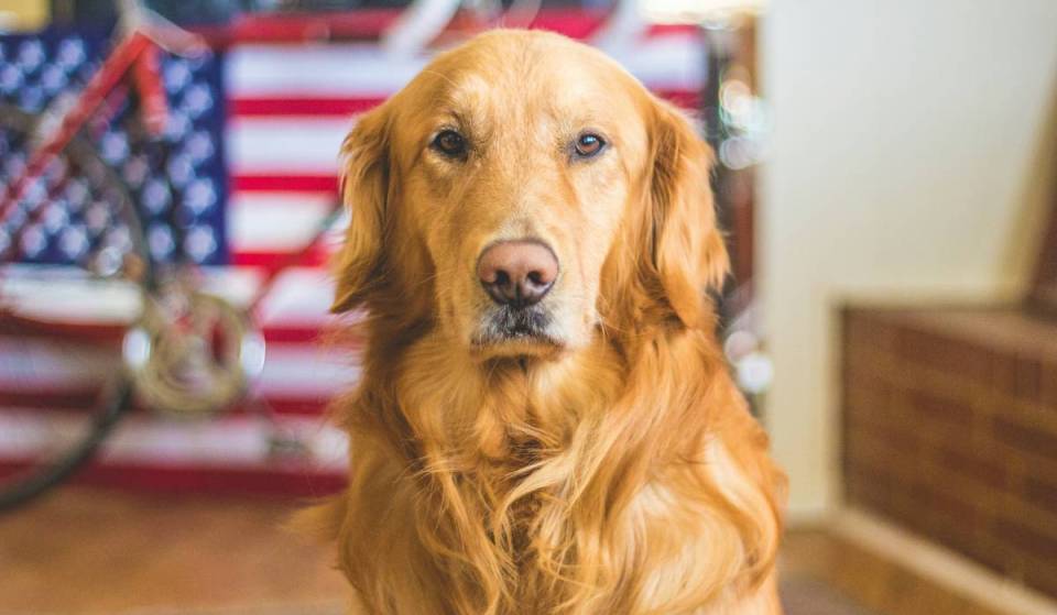 Wilton Manors va a elegir al primer alcalde perrito del sur de Florida para que asuma el cargo; aquí te contamos cómo tu perrito puede presentarse a las elecciones