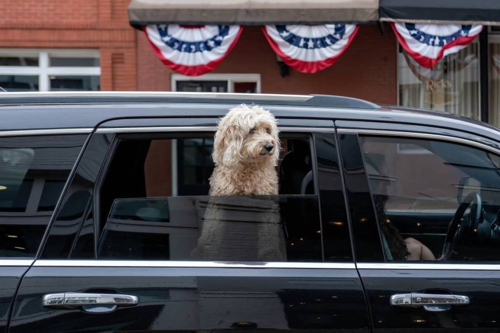 Un perrito peludo asoma la cabeza por la ventanilla de un coche