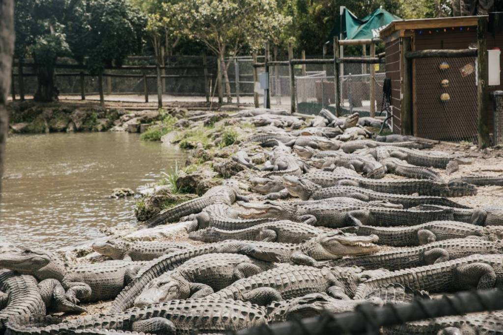 Everglades Alligator Farm