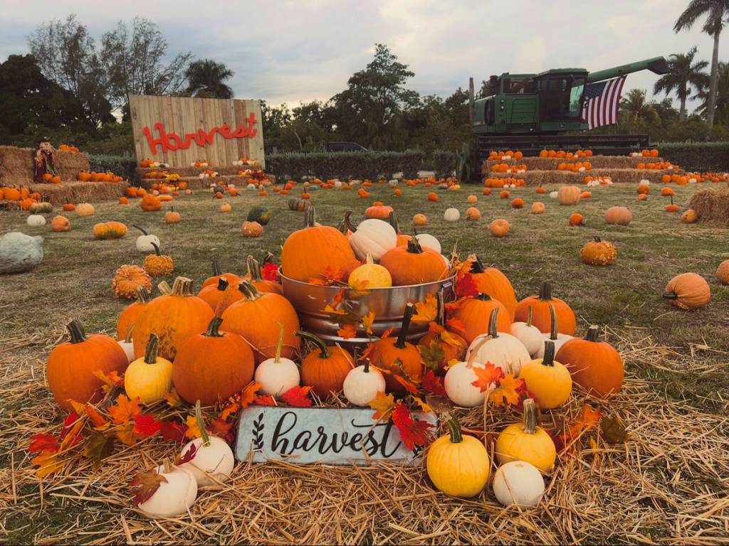 El huerto de calabazas de The Berry Farm