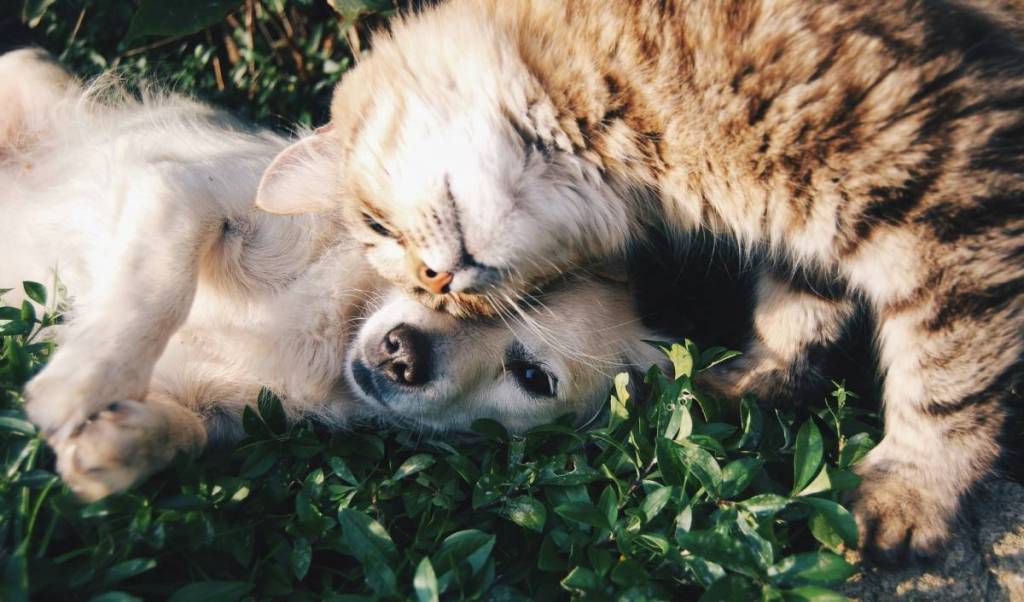 Gatos y perros