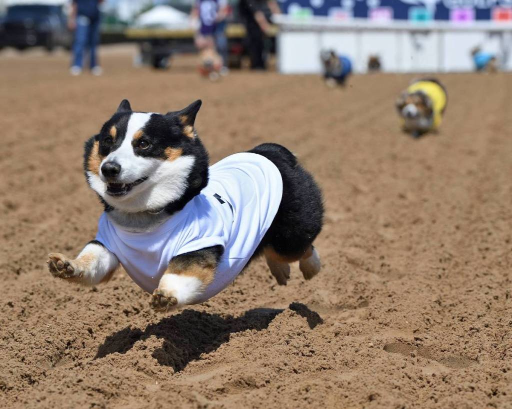 Coastal Corgi Classic no Gulfstream Park