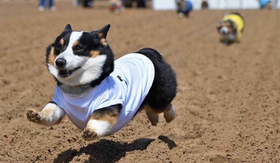 Estos adorables atletas se dirigen al hipódromo de Gulfstream Park para la carrera «Coastal Corgi Classic» este fin de semana