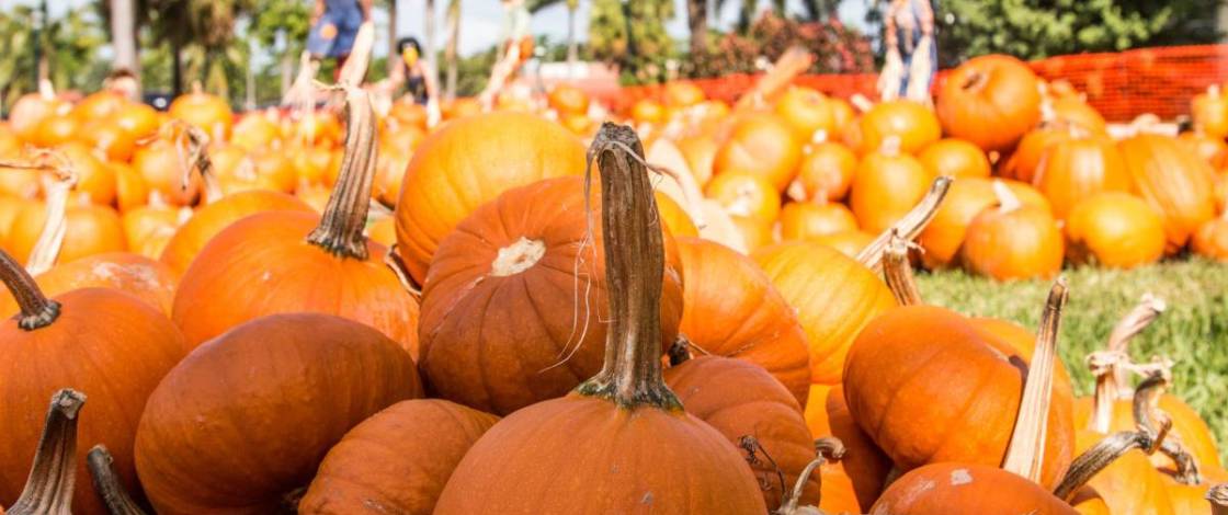 30 of the most spooktacular things to do in Miami this Halloween 2026