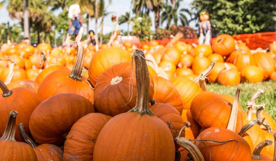 25 de las cosas más espeluznantes que hacer en Miami este Halloween de 2026