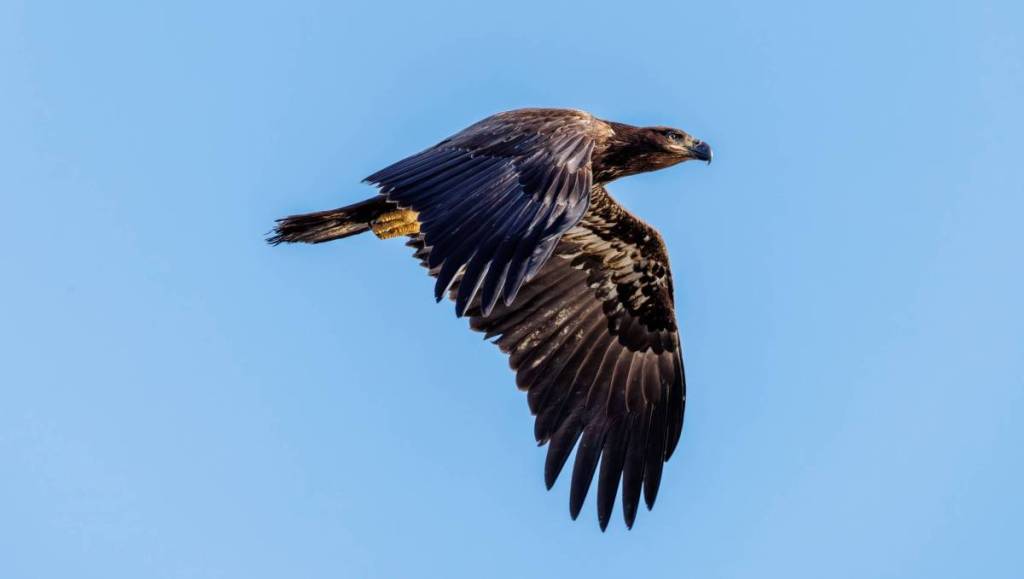 Águila calva
