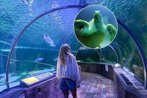 Minnesota educators get free entry to the state’s largest aquarium this August — featuring a 300-foot underwater tunnel and over 10,000 sea creatures