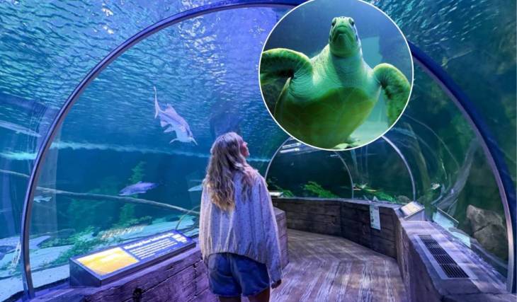 Minnesota educators get free entry to the state’s largest aquarium this August — featuring a 300-foot underwater tunnel and over 10,000 sea creatures