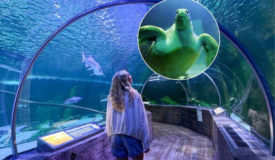 Minnesota educators get free entry to the state’s largest aquarium this August — featuring a 300-foot underwater tunnel and over 10,000 sea creatures
