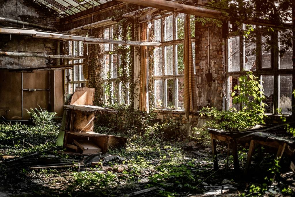 Overgrown interior of a lost place in Munich
