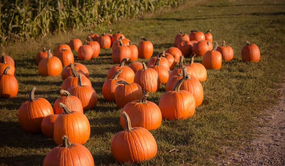 Die coolsten Kürbisfelder rund um München für ein herbstliches Abenteuer