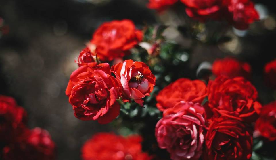 Entlang der Isar versteckt sich ein Themengarten mit mehr als 8.500 Rosen, der nach über 100 Jahren immer noch ein Geheimtipp ist, den selbst die meisten Einheimischen nicht kennen