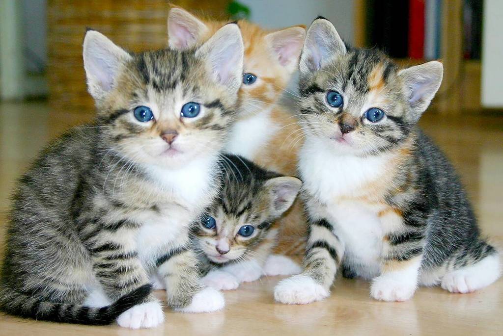 Several cats in the new animal welfare law