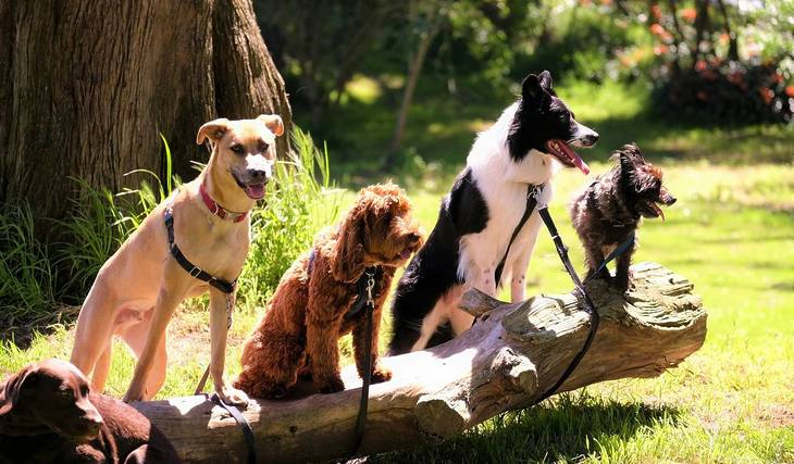 Im Kampf gegen Hundehaufen: Wie spanische Zivilbeamte mit DNA-Tests für mehr Sauberkeit in den Städten sorgt