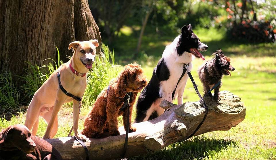 In the fight against dog poo: How Spanish civil servants are using DNA tests to keep cities cleaner