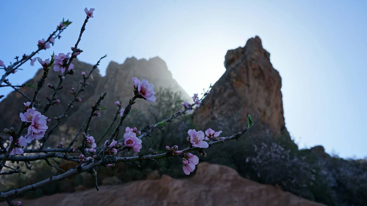 mandelblüte auf gran canaria