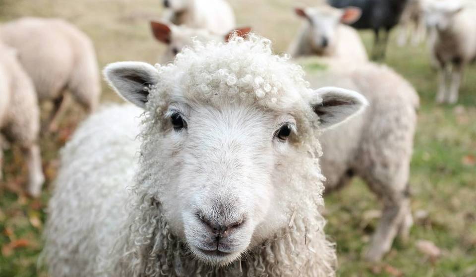 Schafe im Supermarkt: Dieser bayerische Pennymarkt erhielt unverhofft tierischen Besuch und wurde somit zum Social-Media-Schlager