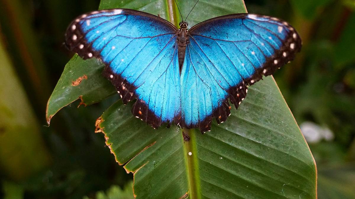 blauer schmetterling auf grünem blatt
