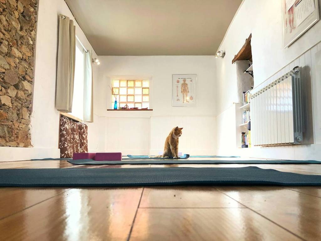 katze sitzt auf yogamatte, cat yoga im katzentempel