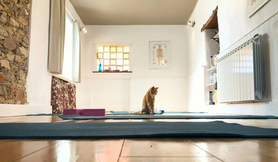 Vergesst Puppy Yoga: In diesem Münchner Café turnt ihr zwischen geretteten Katzen