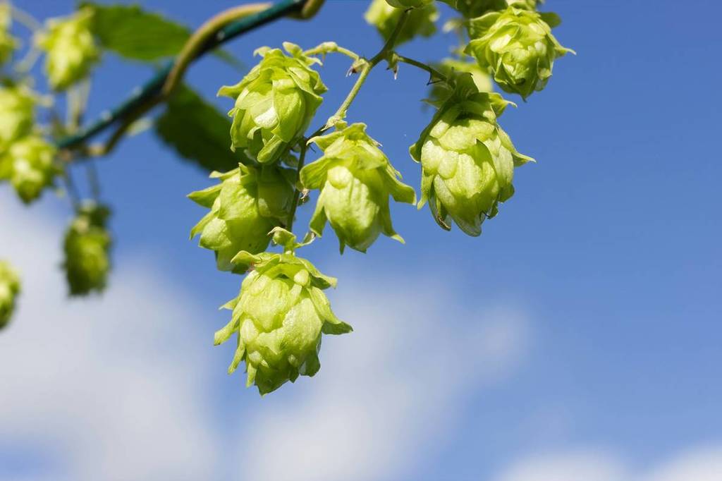 hop on the branch, Weihenstephan brewery