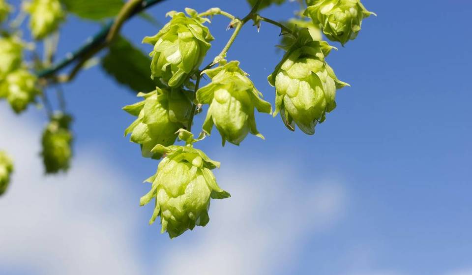 Just 45 minutes from Munich lies the small town with the oldest brewery in the world, which will take you on a journey through almost 1,000 years of brewing history.