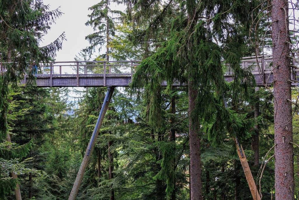 View of the treetop path in the Bavarian Forest