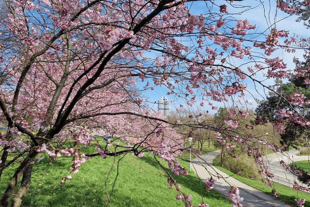 kirschblüten vor dem bmw gebäude zum osterfest im olympiapark