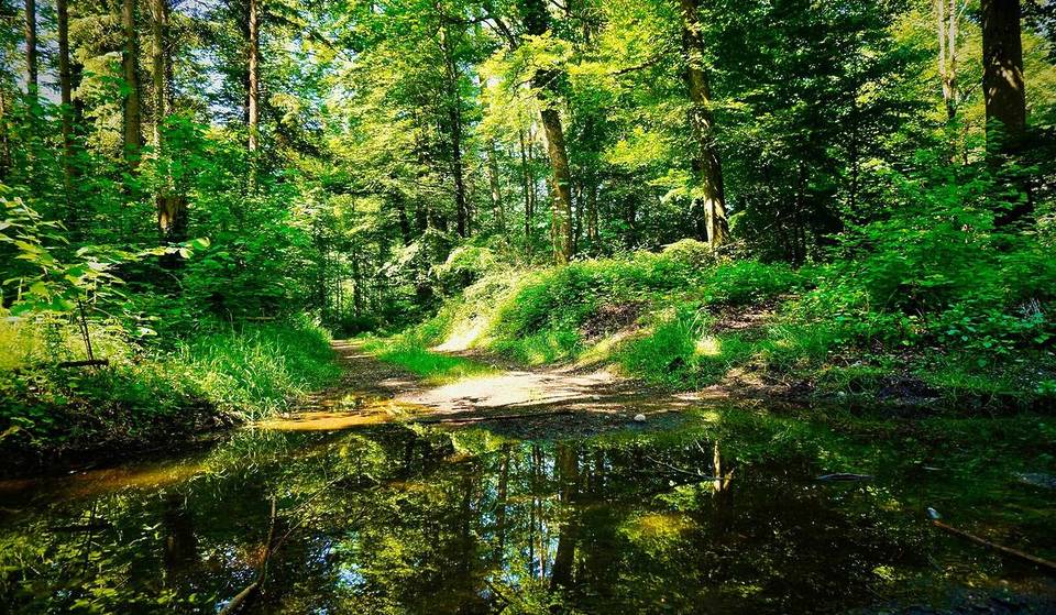 Just 20 minutes from Munich lies a wild and romantic gorge where you can enjoy the perfect spring hike
