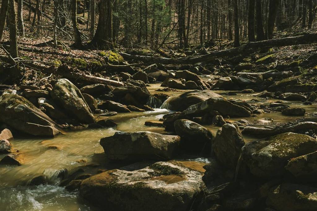 Moosbewachsene Felsen im Wald