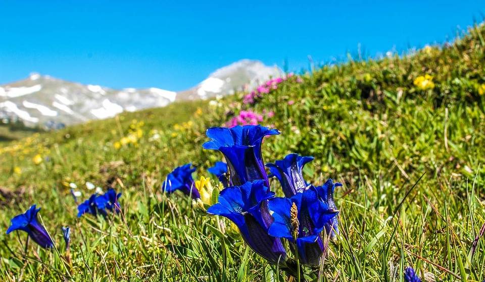 Keine 2 Stunden von München besucht ihr die älteste Berg- und Enzianbrennerei Deutschlands mit ihren 5 Brennhütten in den Bergen des Berchtesgadener Lands