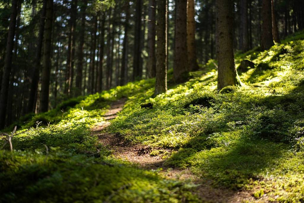 Wald mit Moos