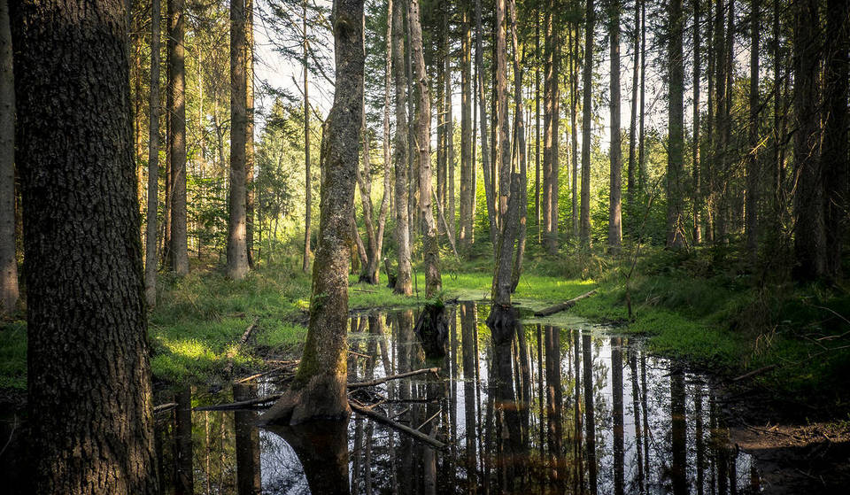 Just 30 minutes from Munich lies this enchanted moor with the ruins of a hidden Roman villa