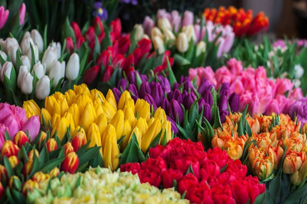 tulpensträuße im blumen-outlet feldkirchen